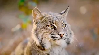 The Mystery and Magic of Bobcats