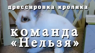 Дрессировка кролика. Команда «Фу» или «Нельзя». Training rabbit