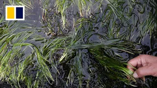 Japan’s endangered seaweed shows potential as an eco-friendly supercrop