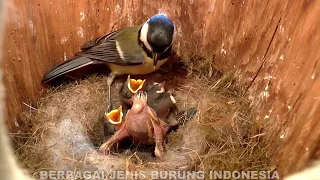 CARA BURUNG  Merawat ANAK SAMPAI bisa TERBANG