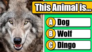 Guess 60 Animals 🐶🐺 - EASY to IMPOSSIBLE