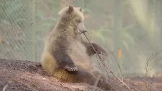 Grizzly bear cubs play