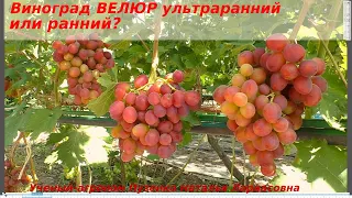 ВЕЛЮР - виноград с ультраранним или ранним сроком созревания? Будет ли ягода в 20 гр?