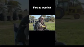 The most Australian video ever, a farting wombat #shorts