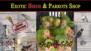 Exotic Birds and Parrots Shop in Lalukhet Birds Market | Aliyan Birds Cage Shop | Danish Ahmed Vlogs