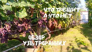 Что созреет первым? Что трещит?