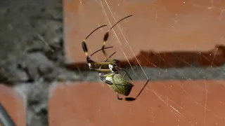 Spiders: Nature's Master Architects