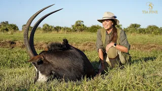 Hunting Cape buffalo in the swamps of Mozambique - TIA FIVE