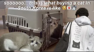 this is what buying a cat in South Korea is like