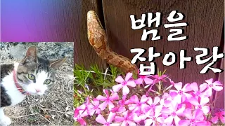 뱀을 사냥하는 믿음직한 고양이 결국? (ENG SUB)