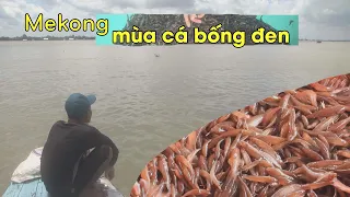 Mekong - Mùa cá bống đen