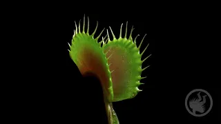 Deadly Plants Killing Bugs - Carnivorous Plant Time-lapse