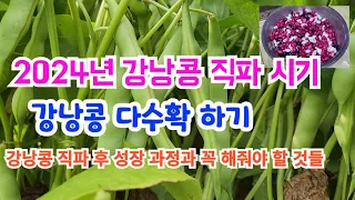 강낭콩 직파 시기. 강낭콩 심었어요. 강낭콩 다수확 하기. 강낭콩 직파 후 성장 과정을 담았어요.