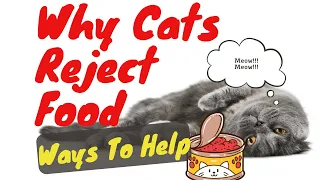 The Real Reasons Cats Reject Food Exposed