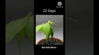 GROWING BORLOTTI BEAN | TIME LAPSE | #shortvideo #shorts #youtubeshorts