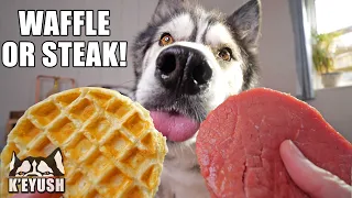 I’m SHOCKED at What My Husky’s Favourite Food is! Are You Surprised?