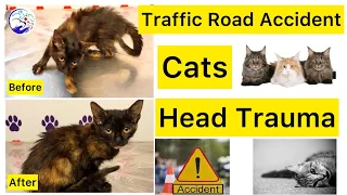 Head Trauma | Complete Recovery of Cat road accident |