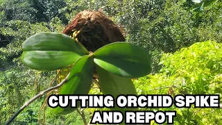 CUTTING MY PHALAENOPSIS ORCHID SPIKE AFTER BLOOMING AND REPOTTING IT TO A COCONUT HUSK FOR HANGING!