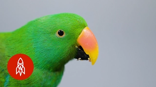 This Beautiful Parrot May Be the World's Smartest Bird