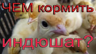 Индюшата | Чем кормить  индюшат? | Состав комбикорма для индюшат