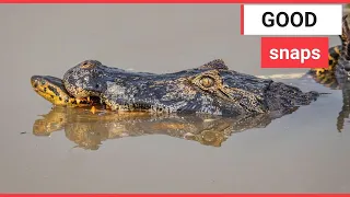 Epic battle between a crocodile and anaconda | SWNS TV