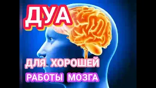 ДУА ДЛЯ ХОРОШЕЙ РАБОТЫ МОЗГА