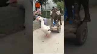 very funny video elephant and duck