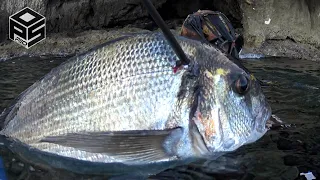 PESCASUB Orata Gigante e Pesci Pesca subacquea nel sottocosta - Big Sea Bream SPEARFISHING 2023