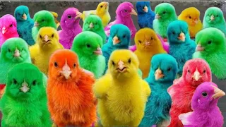 Catch Cute Chicken, Rainbow Chicken, Colorful Chicken, Duck, Rabbit, Hamster, Cute Animals World#4