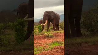 Giant Elephant!