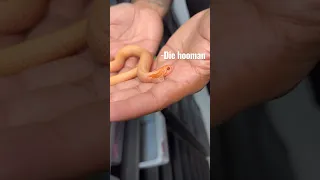 Hognose Snake Bite! #westernhognose #hognosesnake #snakebite #snakes