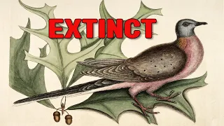 How did the Passenger Pigeon become extinct?