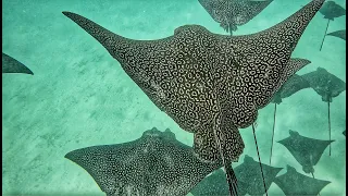 Eagle Ray Encounter