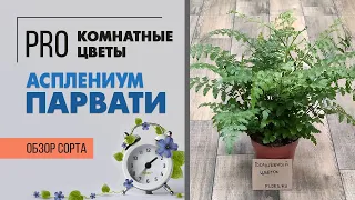 Асплениум Парвати - не похожий на другие асплениумы | Комнатный папоротник | Как ухаживать