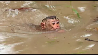 Unbearable! Monkey Sovana jump and swimming back because she angry with dad Lin who left her on tree