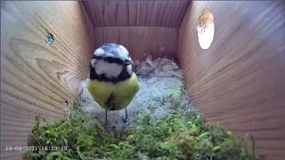 14th April 2021 - Blue tit nest box live camera highlights