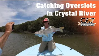 Catching Overslot Snook In Crystal River - Flats Class