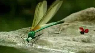 Minuscule dragonflys bully other insects