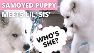 We Got Our Samoyed Puppy A Sister | First 24 Hours