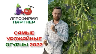 Самые урожайные огурцы 2022