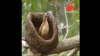 Nest Building of Engineer Bird Rufous Hornero || Nest Building by Exclusive 💃 Videos