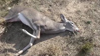 Whitetail Buck Found With A Broken Leg!!!