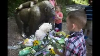 Mom's Frantic Call to 911 After Son Falls Into Gorilla Exhibit