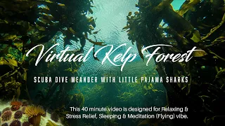 Virtual Dive Kelp Forest. This Video is for Relaxing, Stress Relief, Sleeping & Meditation (Flying)