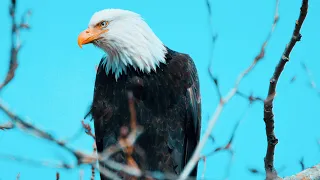 Roger Shah & Ambedo   Birds Of Prey Radio Edit