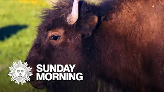 Nature: Bison in Yellowstone