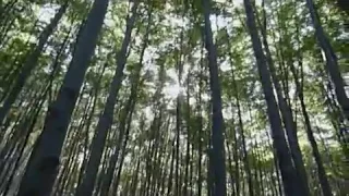 Rotting Christ - Forest of N'Gai (unofficial video)