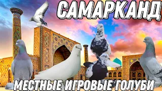 Бойные голуби Самарканда. Игровой Д.Исмат. Немного юмора 😂