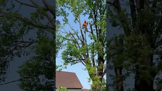 Спил по частям огромного дуба 🌳