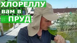 Хлорелла для пруда//Плавательный пруд//Очистка воды.